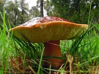 Boletus edulis 29, Eekhoorntjesbrood, Saxifraga-Hans Grotenhuis