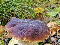 Edible mushroom Cep or Penny bun (Boletus edulis)  Edible mushroom Cep or Penny bun (Boletus edulis) : edible, mushroom, cep, Penny bun, Boletus edulis, brown, white, fungus, fungi, nature, natural, growth, color, outside, outdoor, outdoors, nobody, no people, season, fall, autumn, autumnal, toadstool, toadstools, cap, caps, boletus