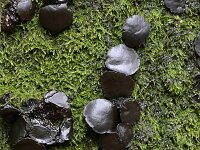 Bulgaria inquinans 18, Zwarte knoopzwam, Saxifraga-Luuk Vermeer