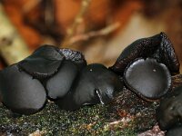 Bulgaria inquinans 21, Zwarte knoopzwam, Saxifraga-Foto Fitis-Sytske Dijksen