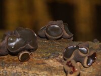 Bulgaria inquinans 22, Zwarte knoopzwam, Saxifraga-Foto Fitis-Sytske Dijksen