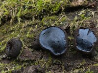 Bulgaria inquinans 8, Zwarte knoopzwam, Saxifraga-Willem van Kruijsbergen