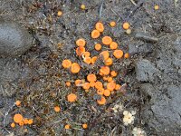 Byssonectria aggregata 2, Klein oranje zandschijfje, Saxifraga-Tom Heijnen