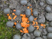 Byssonectria aggregata 3, Klein oranje zandschijfje, Saxifraga-Tom Heijnen