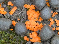 Byssonectria aggregata 4, Klein oranje zandschijfje, Saxifraga-Tom Heijnen