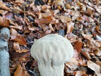 Calvatia excipuliformis 7, Plooivoetstuifzwam, Saxifraga-Ben Delbaere