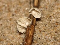 Campanella caesia 1, Gelatineschelpje, Saxifraga-Sytske Dijksen