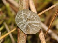 Campanella caesia 2, Gelatineschelpje, Saxifraga-Foto Fitis-Sytske Dijksen