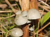 Campanella caesia 4, Gelatineschelpje, Saxifraga-Foto Fitis-Sytske Dijksen