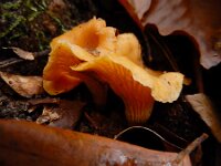 Cantharellus cibarius 19, Hanenkam, Saxifraga-Ed Stikvoort : omgeving Windstein A900