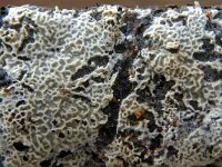 Ceriporia reticulata 3, Bosnetje, Saxifraga-Lucien Rommelaars