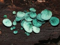 Chlorociboria aeruginascens 15, Gewone kopergroene bekerzwam, Saxifraga-Foto Fitis-Sytske Dijksen