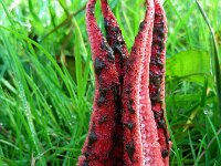 Clathrus archeri 21, Inktviszwam, Saxifraga-Ed Stikvoort