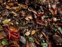 Clathrus archeri 22, Inktviszwam, Saxifraga-Ed Stikvoort : omgeving Windstein A900