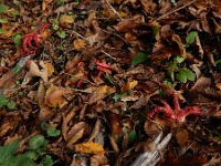Clathrus archeri 23, Inktviszwam, Saxifraga-Ed Stikvoort : omgeving Windstein A900