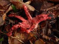 Clathrus archeri 24, Inktviszwam, Saxifraga-Ed Stikvoort : omgeving Windstein A900