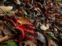 Clathrus archeri 25, Inktviszwam, Saxifraga-Ed Stikvoort : omgeving Windstein A900