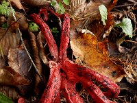 Clathrus archeri 26, Inktviszwam, Saxifraga-Ed Stikvoort : omgeving Windstein A900