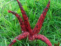 Clathrus archeri 27, Inktviszwam, Saxifraga-Ed Stikvoort