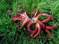 Clathrus archeri 29, Inktviszwam, Saxifraga-Ed Stikvoort