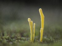 Clavaria argillacea 10, Heideknotszwam, Saxifraga-Luuk Vermeer
