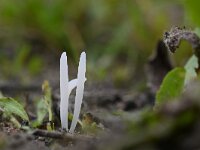 Clavaria falcata 10, Spitse knotszwam, Saxifraga-Luuk Vermeer