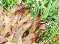 Clavaria fragilis 2, Wormvormige knotszwam, Saxifraga-Foto Fitis-Sytske Dijksen