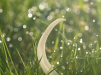 Clavaria fragilis 3, Wormvormige knotszwam, Saxifraga-Foto Fitis-Sytske Dijksen