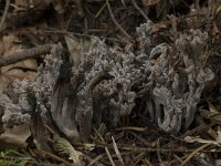 Clavulina cinerea 6, Asgrauwe koraalzwam, Saxifraga-Willem van Kruijsbergen