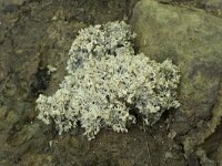 Clavulina coralloides 15, Witte koraalzwam, Saxifraga-Willem van Kruijsbergen