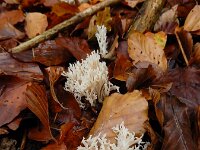 Clavulina coralloides 16, Witte koraalzwam, Saxifraga-Ed Stikvoort : omgeving Windstein A900
