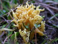 Clavulinopsis corniculata 2, Sikkelkoraalzwam, Saxifraga-Peter Meininger
