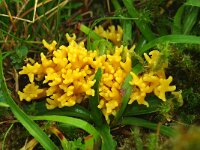 Clavulinopsis corniculata 4, Sikkelkoraalzwam, Saxifraga-Foto Fitis-Sytske Dijksen