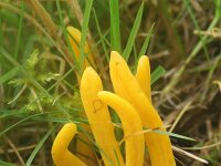 Clavulinopsis helvola 12, Gele knotszwam, Saxifraga-Foto Fitis-Sytske Dijksen