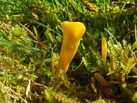 Clavulinopsis helvola 8, Gele knotszwam, Saxifraga-Hans Grotenhuis