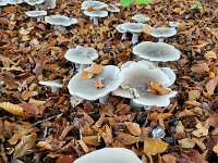 Clitocybe nebularis 14, Nevelzwam, Saxifraga-Ben Delbaere