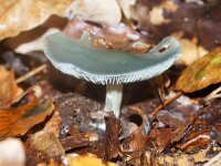 Clitocybe odora 3, Groene anijstrechterzwam, Saxifraga-Foto Fitis-Sytske Dijksen