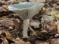 Clitocybe odora 5, Groene anijstrechterzwam, Saxifraga-Willem van Kruijsbergen