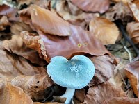 Clitocybe odora 6, Groene anijstrechterzwam, Saxifraga-Ben Delbaere