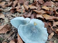 Clitocybe odora 7, Groene anijstrechterzwam, Saxifraga-Ben Delbaere