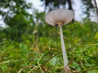 Coprinopsis lagopus 21, Hazenpootje, Saxifraga-Ben Delbaere