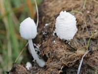 Coprinopsis nivea