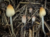 Coprinus callinus