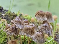 Group of fungi Fairy inkcap  (Coprinellus disseminatus) between green mosses  (Coprinellus disseminatus) between green mosses : fungus, fungi, mycology, biology, nature, natural, growth, wild, color, outside, outdoor, outdoors, nobody, no people, season, fall, autumn, autumnal, mushroom, mushrooms, cap, caps, toadstool, toadstools, stem, Coprinellus disseminatus, grey, gray, many, steems, fairy inkcap, fairy bonnet, trooping crumble cap, moss, mosses, green
