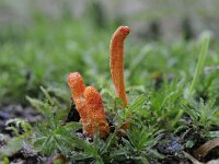Cordyceps militaris 12, Rupsendoder, Saxifraga-Luuk Vermeer