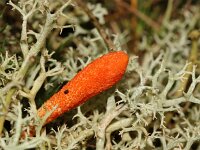 Cordyceps militaris 16, Rupsendoder, Saxifraga-Sytske Dijksen