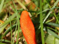 Cordyceps militaris 17, Rupsendoder, Saxifraga-Sytske Dijksen