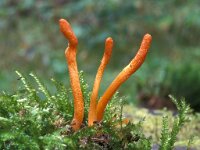 Cordyceps militaris 1, Rupsendoder, Saxifraga-Jan van der Straten