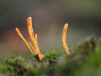 Cordyceps militaris 11, Rupsendoder, Saxifraga-Luuk Vermeer