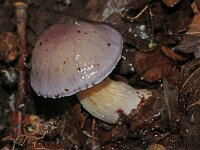 Cortinarius croceocaeruleus 3, Paarse galgordijnzwam, Saxifraga-Sytske Dijksen